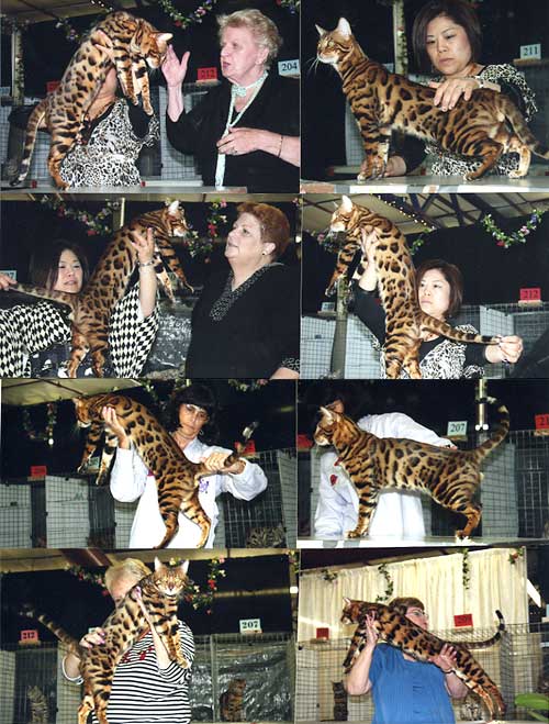 Bengal Cat