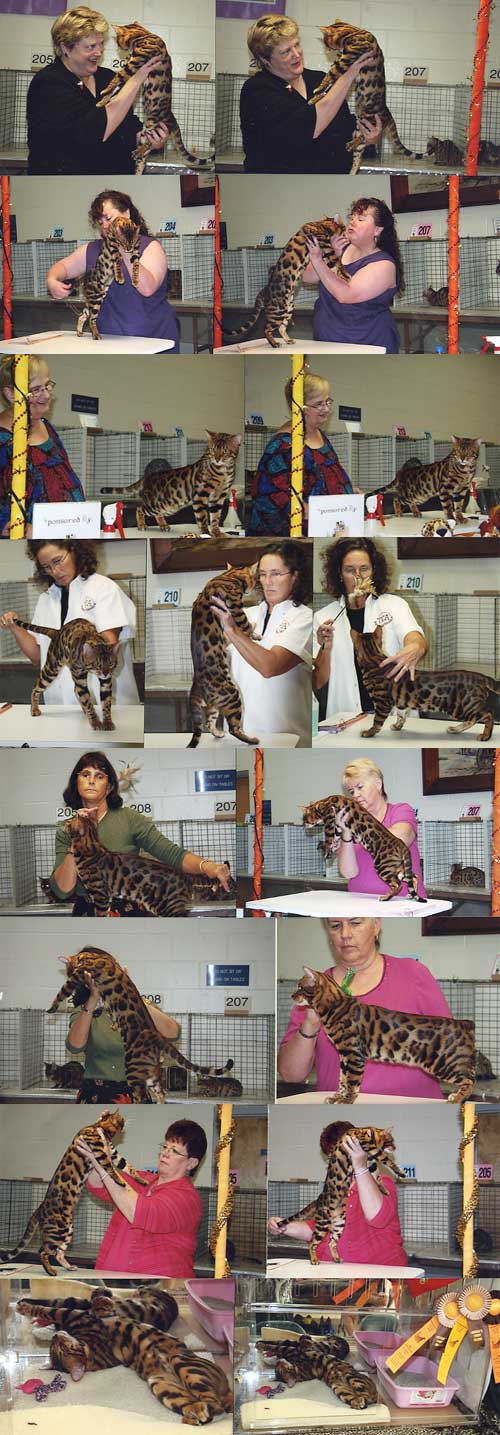 Bengal Cat