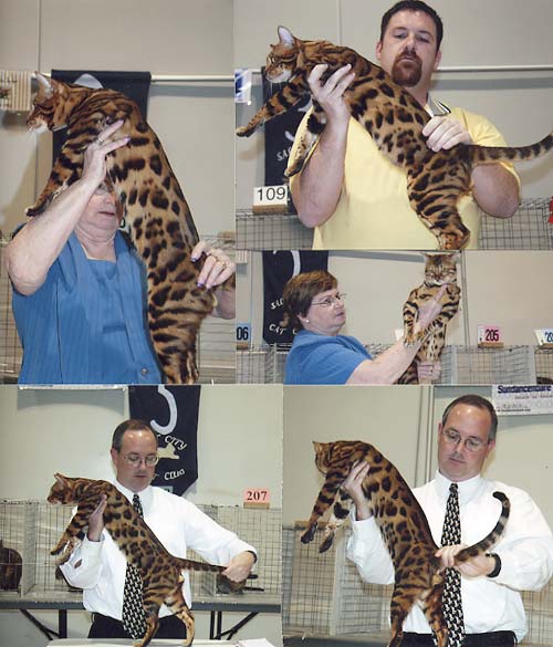 Bengal Cat