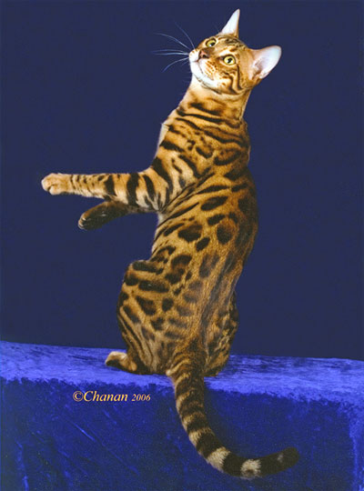 Bengal Cat