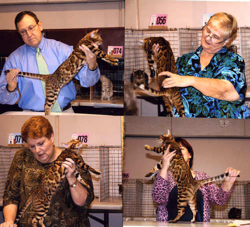 Bengal Kittens