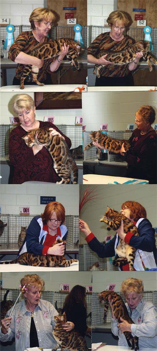 Bengal Kittens For Sale