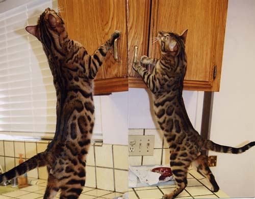 Bengal Kittens For Sale