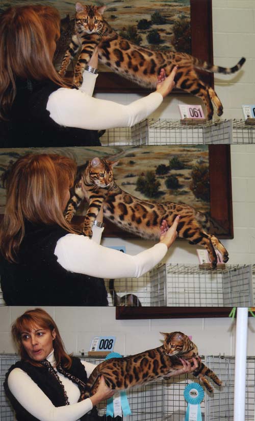 Bengal Kittens For Sale