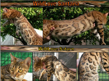 Bengal Kittens For Sale