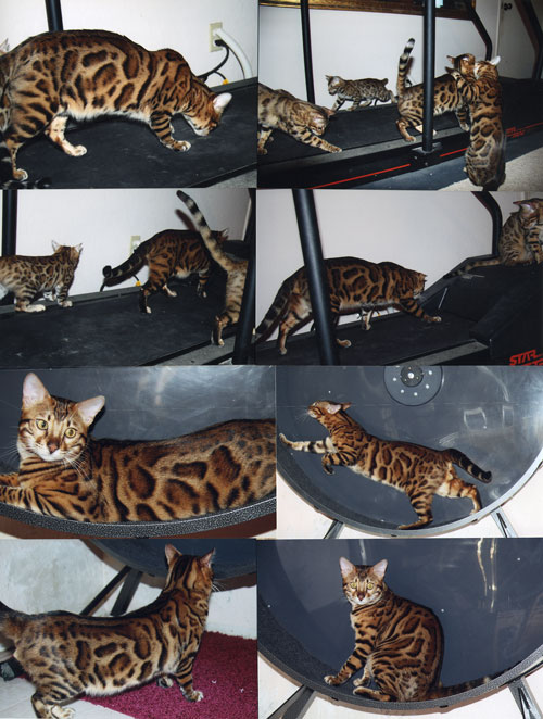 Bengal Kittens For Sale