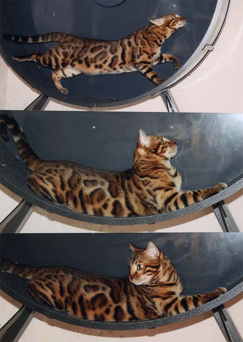 Bengal Kittens For Sale