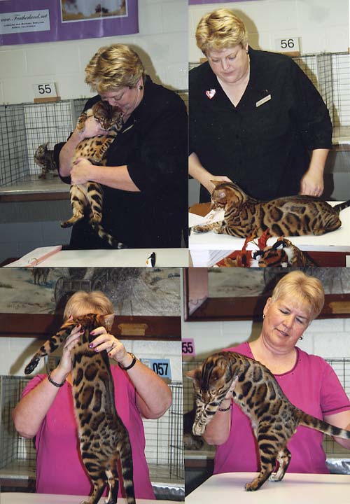 Bengal Kittens For Sale