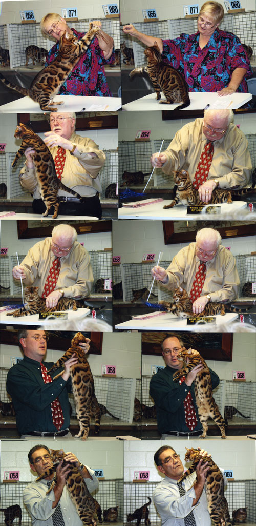 Bengal Kittens For Sale