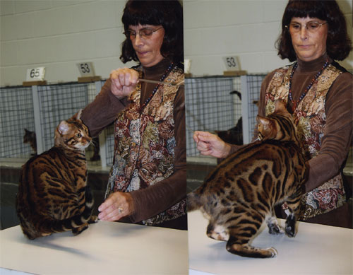 Bengal Kittens For Sale
