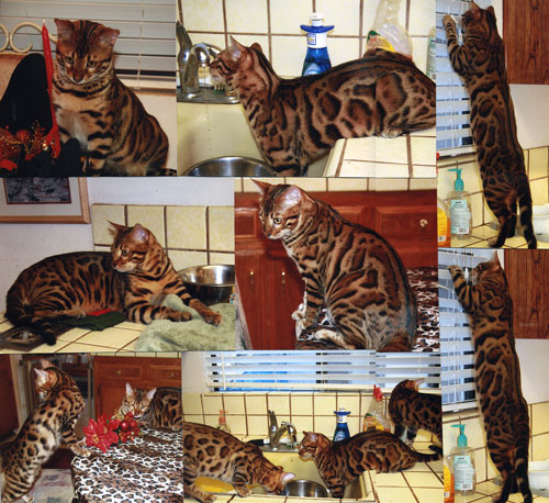 Bengal Kittens For Sale