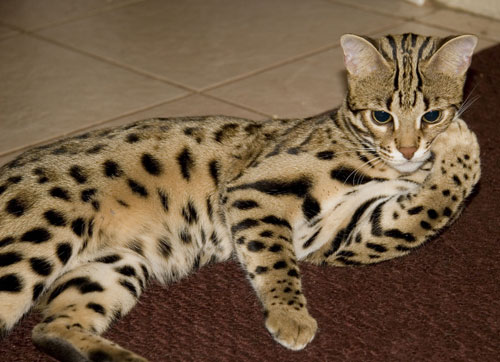 Bengal Kittens