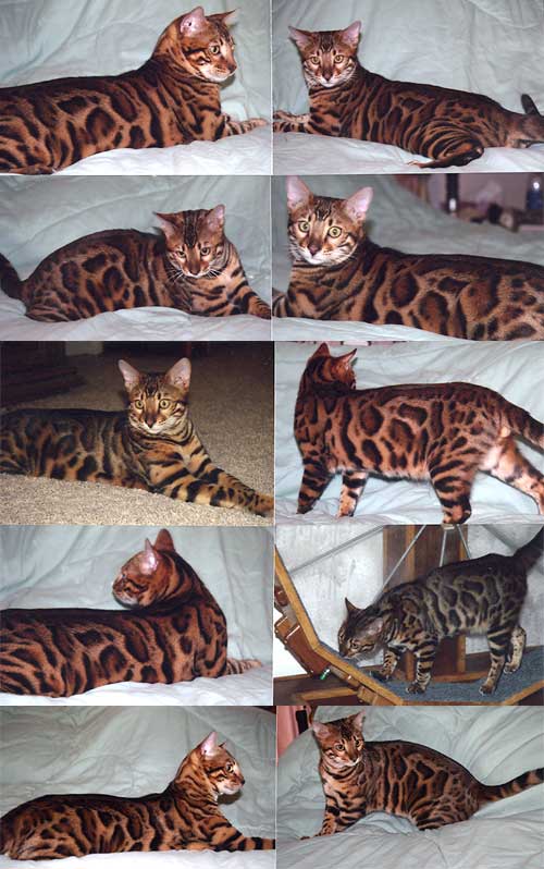 Bengal Kittens For Sale