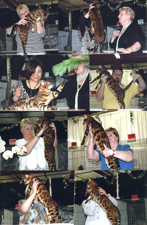 Bengal Kittens For Sale