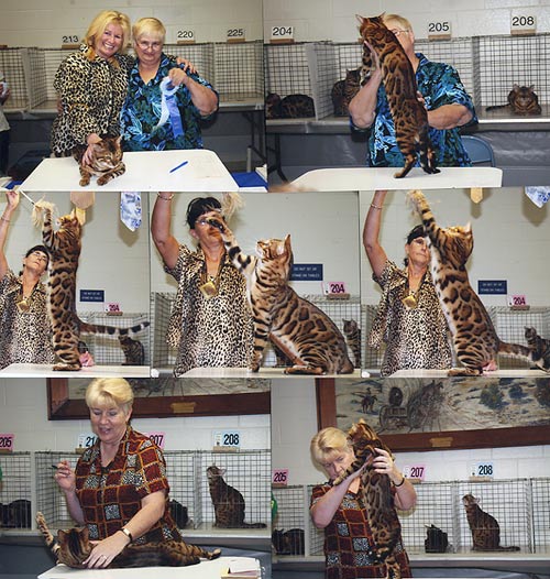 Bengal Kittens For Sale