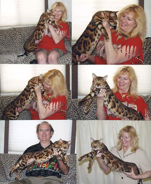 Bengal Kittens For Sale