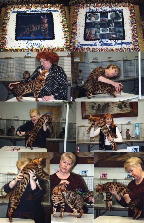 Bengal Cat
