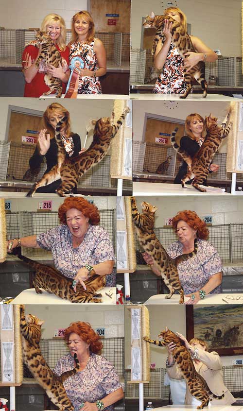 Bengal Kittens For Sale