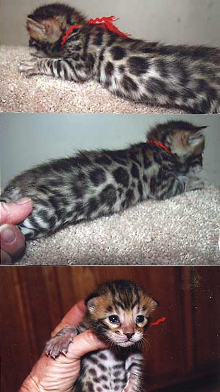 Bengal Kittens