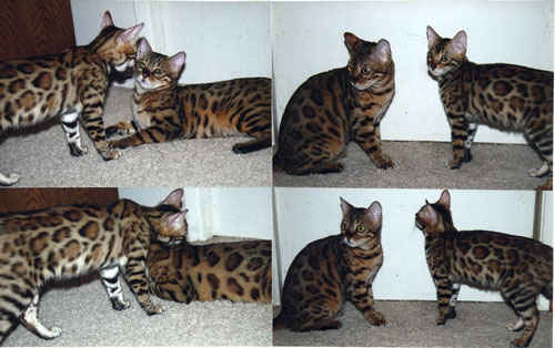 Bengal Kittens