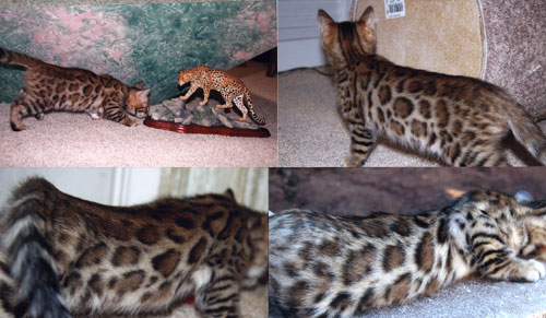 Bengal Kittens