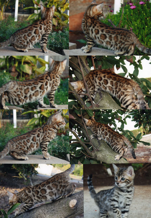 Bengal Kittens