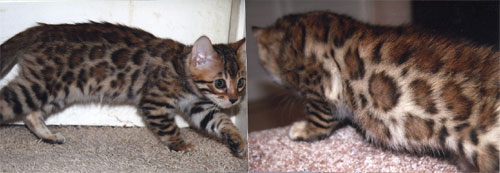 Bengal Kittens