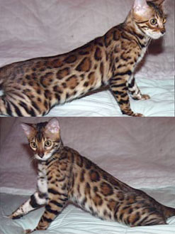 Bengal Kittens