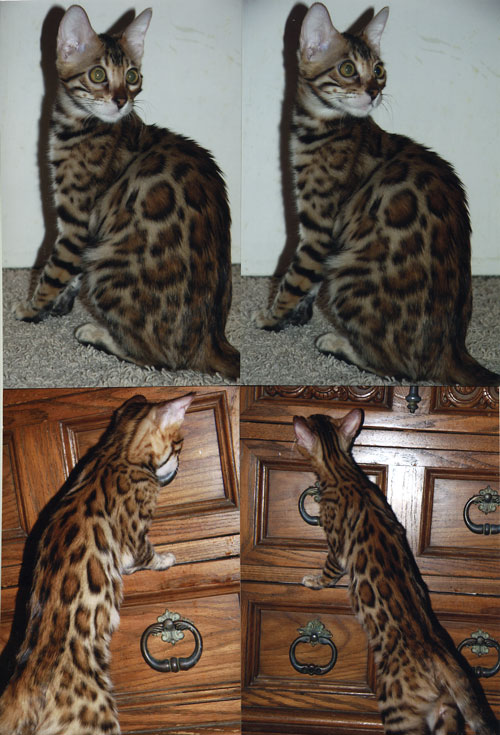 Bengal Kittens