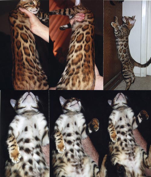Bengal Kittens