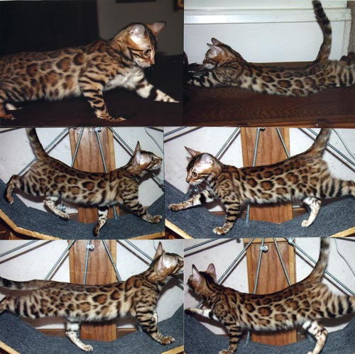 Bengal Kittens