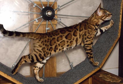 Bengal Kittens