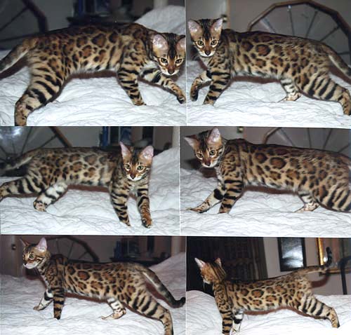 Bengal Kittens