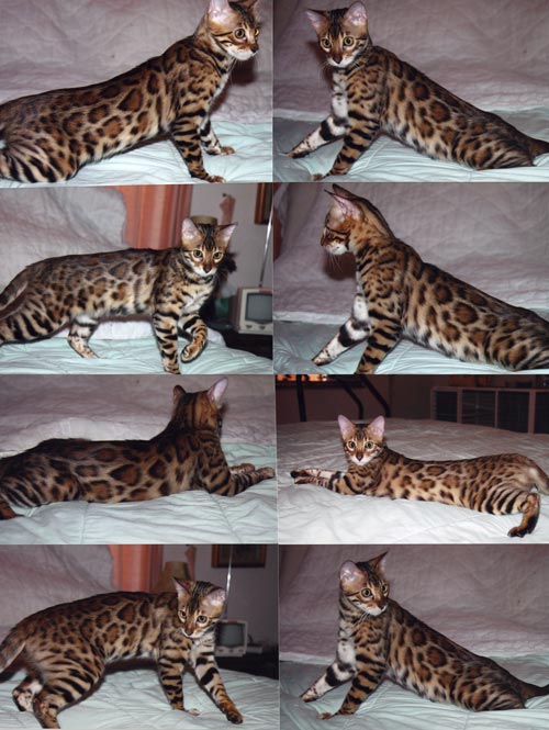Bengal Kittens