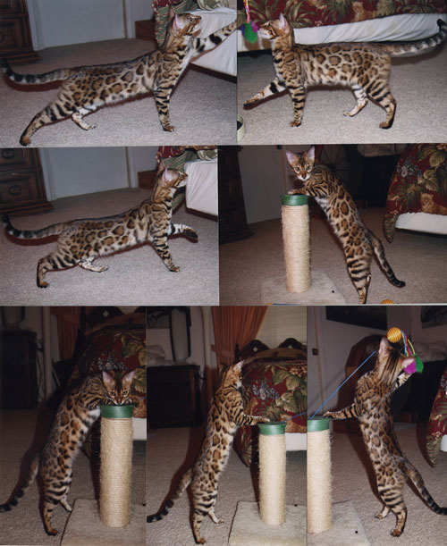 Bengal Kittens