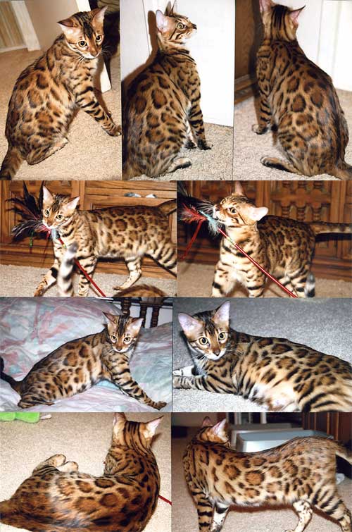 Bengal Kittens