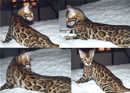 Bengal Kittens