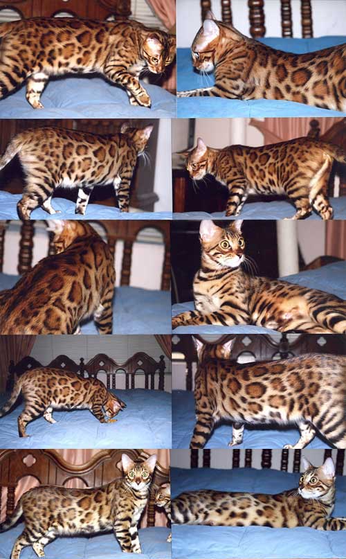 Bengal Kittens