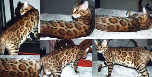 Bengal Kittens