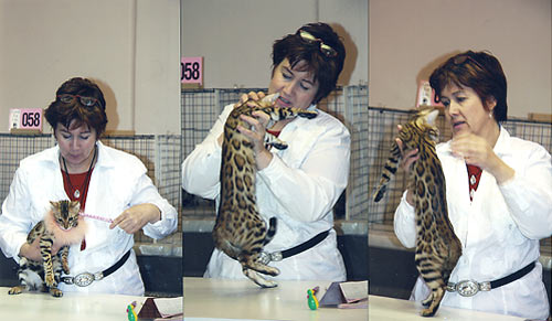 Bengal Kittens