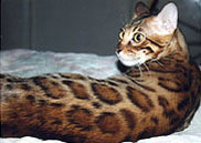 Bengal Queen