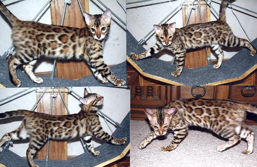 Bengal Kittens