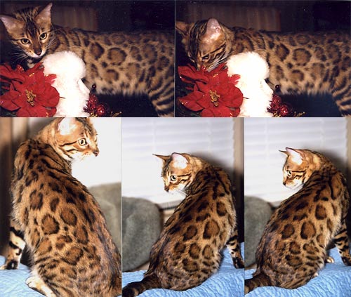 Bengal Kittens