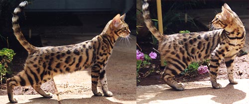Bengal Kittens