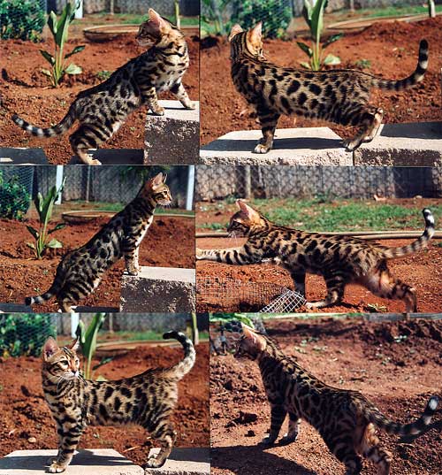 Bengal Kittens