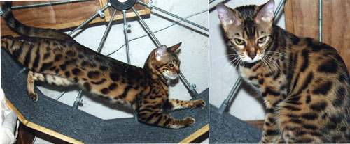 Bengal Kittens