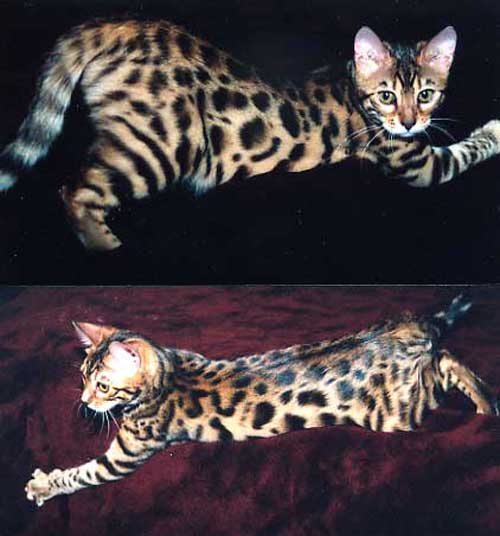 Bengal Kittens