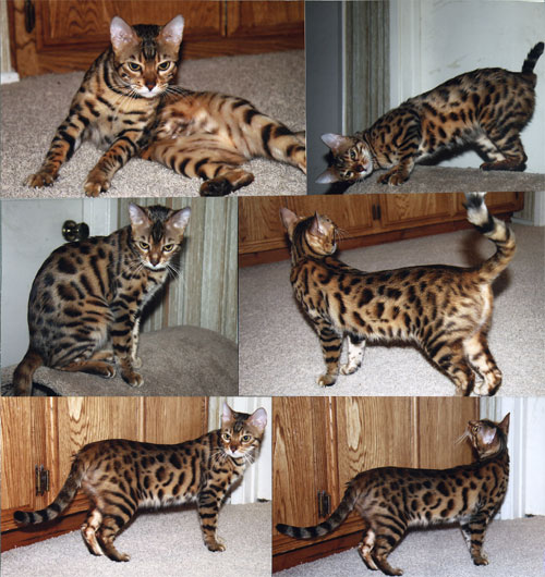 Bengal Kittens