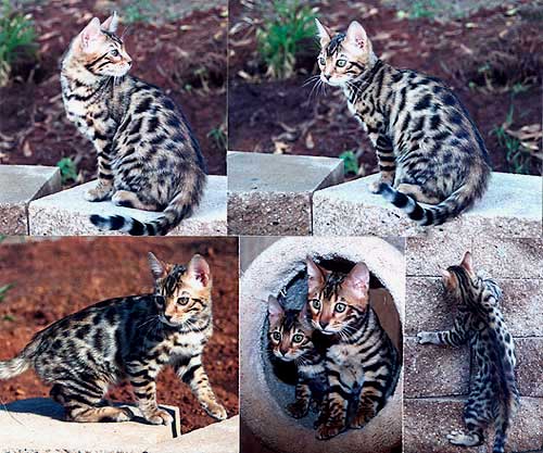 Bengal Kittens
