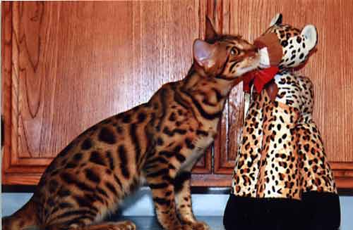 Bengal Kittens